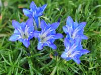 Big blue trumpets with a white throat